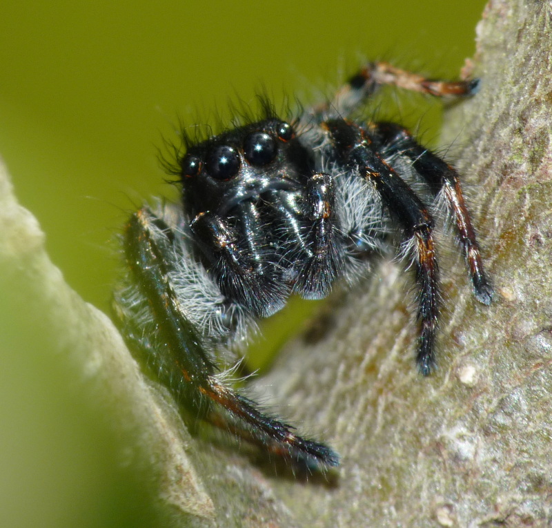 Carrhotus xanthogramma